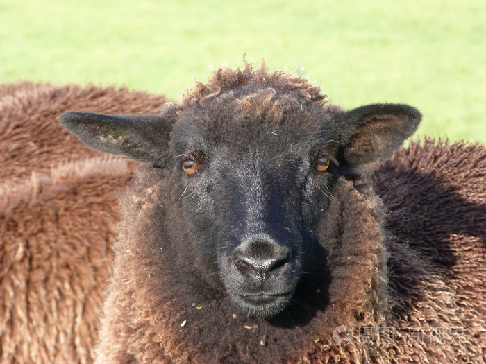 年轻的黑羊的脸