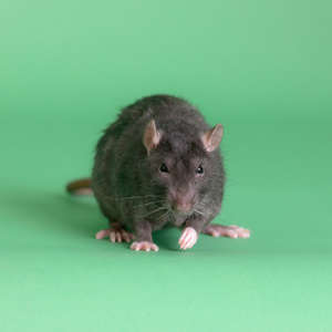 一只黑老鼠的肖像