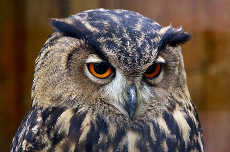 猫头鹰动物本性的眼睛图片