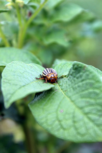 科罗拉多马铃薯甲虫在外地甲虫