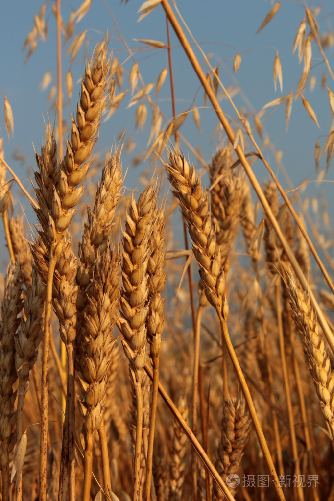 小麦大麦和燕麦