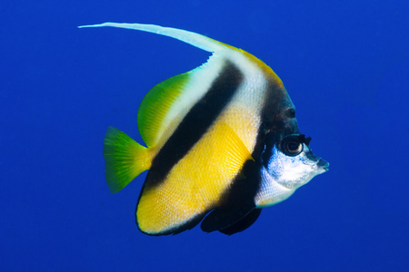 红海 bannerfish