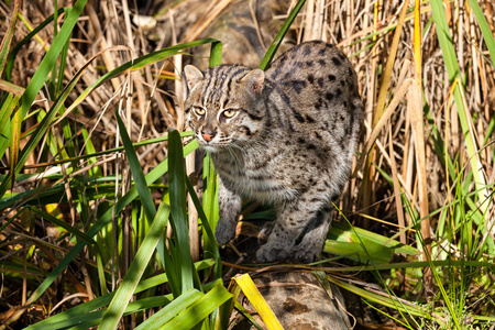钓鱼猫狩猎在长草中图片