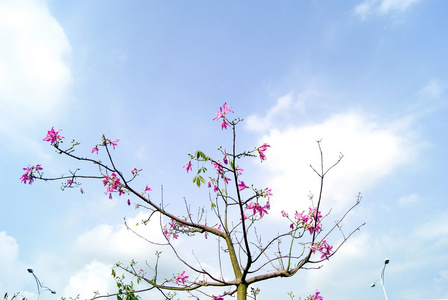 花和树枝