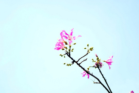花和树枝