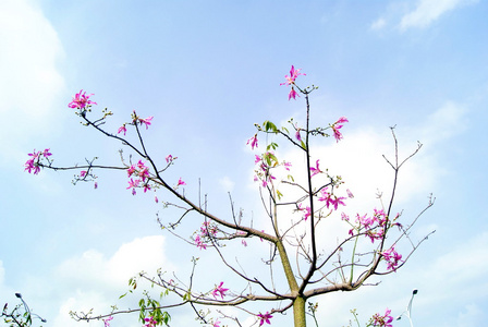 花和树枝