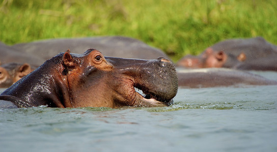 河马与水牛图片
