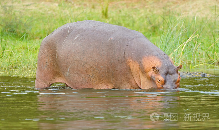 非洲河马喝水