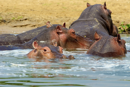 水牛城集团集团的河马在乌干达河照片