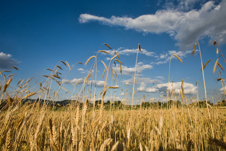 小麦和美丽的蓝色天空领域
