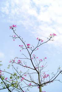 花和树枝