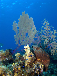 加勒比珊瑚礁与海上风机和珊瑚