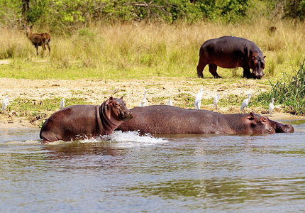 非洲 hippopotamus