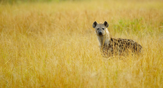 鬣狗在草
