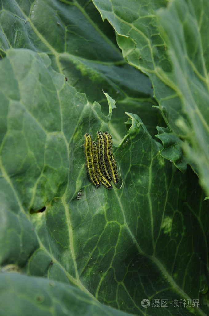 白菜上的毛毛虫