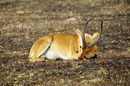 羚羊睡在地上