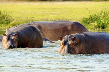 hippopotanus 家庭在乌干达河里游泳