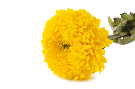 孤立的黄色菊花