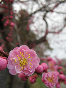 粉色樱花