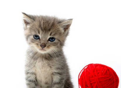 可爱的虎斑猫咪用纱的红球