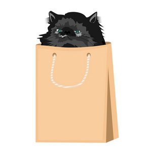 纸包里的波斯语猫不错