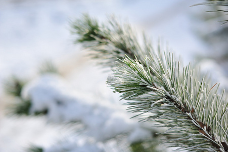 在雪地里的圣诞树