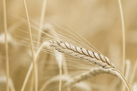 小麦在陕南铆钉小麦