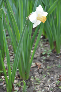 花不