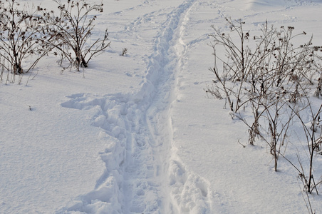 雪中的路径