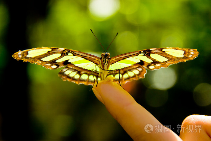 坐在一个女人手指传播的翅膀的蝴蝶