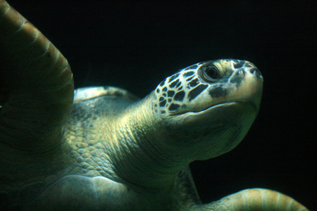 海龟温哥华水族馆 温哥华 加拿大