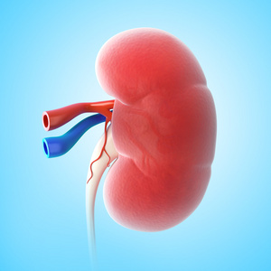 肾脏的解剖截面照片