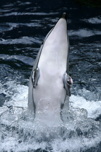 虎鲸展示温哥华水族馆 温哥华 加拿大