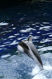 虎鲸展示温哥华水族馆 温哥华 加拿大