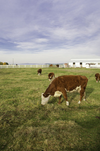 牛在牧场放牧
