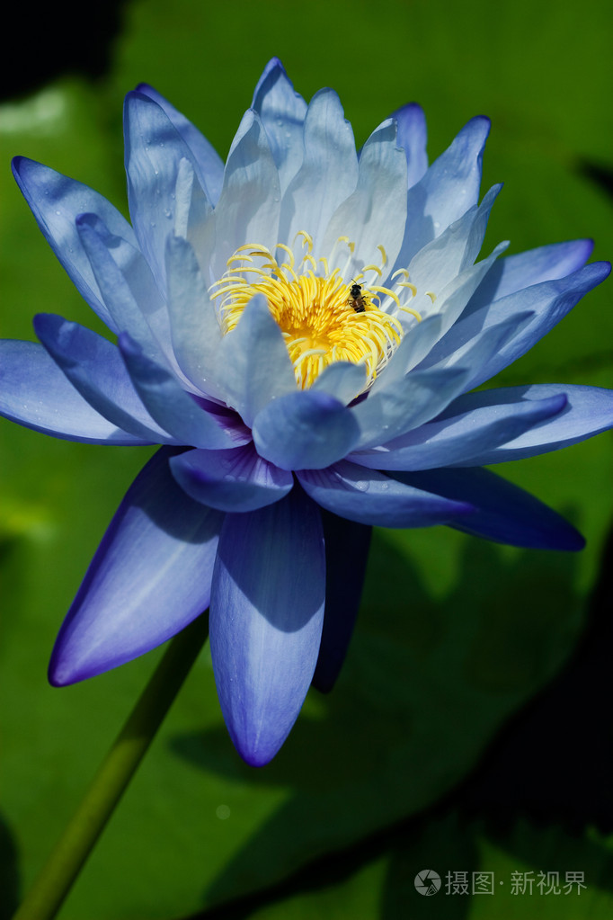 蓝色的水百合照片-正版商用图片1ah10k-摄图新视界