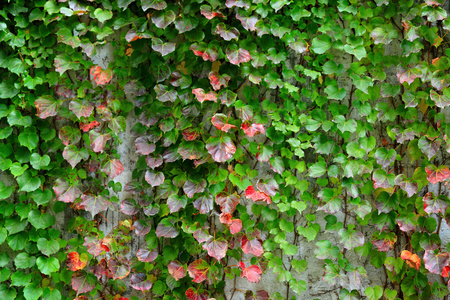 常春藤覆盖在墙上
