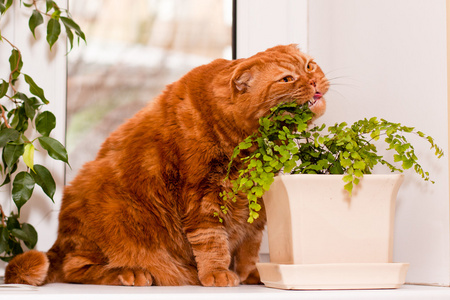 苏格兰折耳猫猫图片