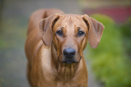 美丽年轻犬罗得西亚 ridgeback