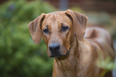 美丽年轻犬罗得西亚 ridgeback