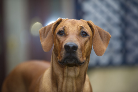 美丽年轻犬罗得西亚 ridgeback