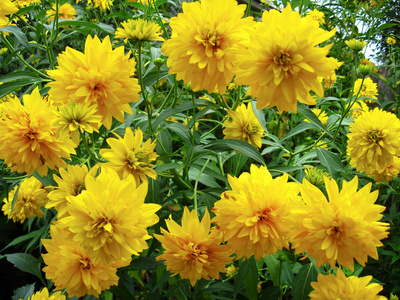 一些漂亮的黄色花朵
