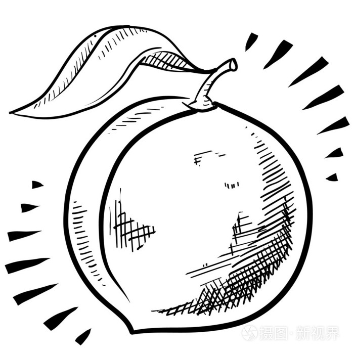 桃果实素描