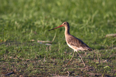 黑尾的 godwit