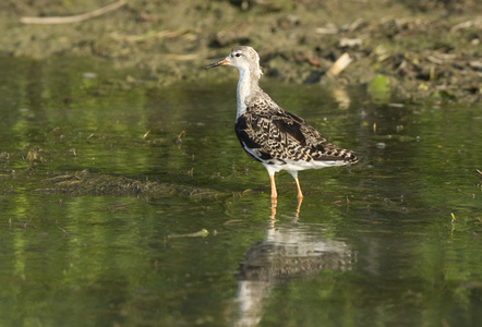 在多瑙河三角洲拉夫 Philomachus pugnax