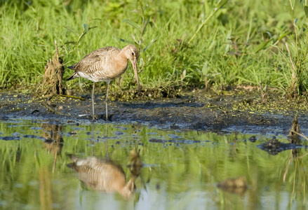 黑尾的 godwit