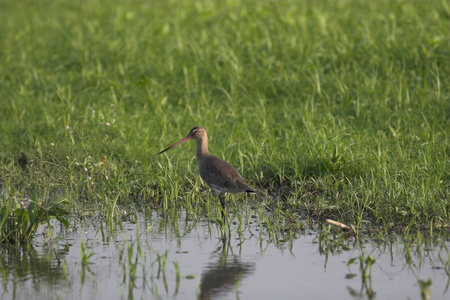 黑尾的 godwit