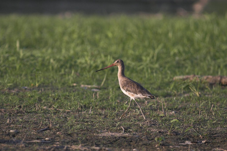 黑尾的 godwit