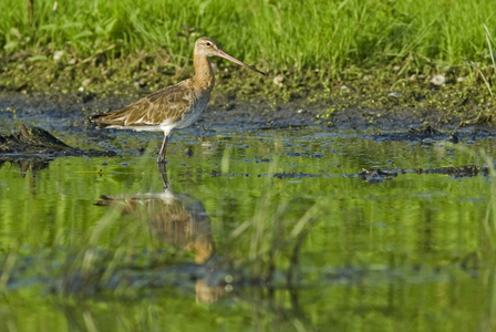 黑尾的 godwit