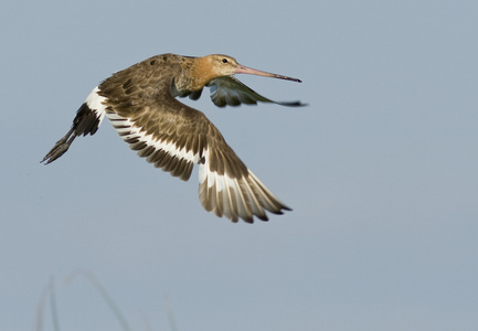 黑尾的 godwit